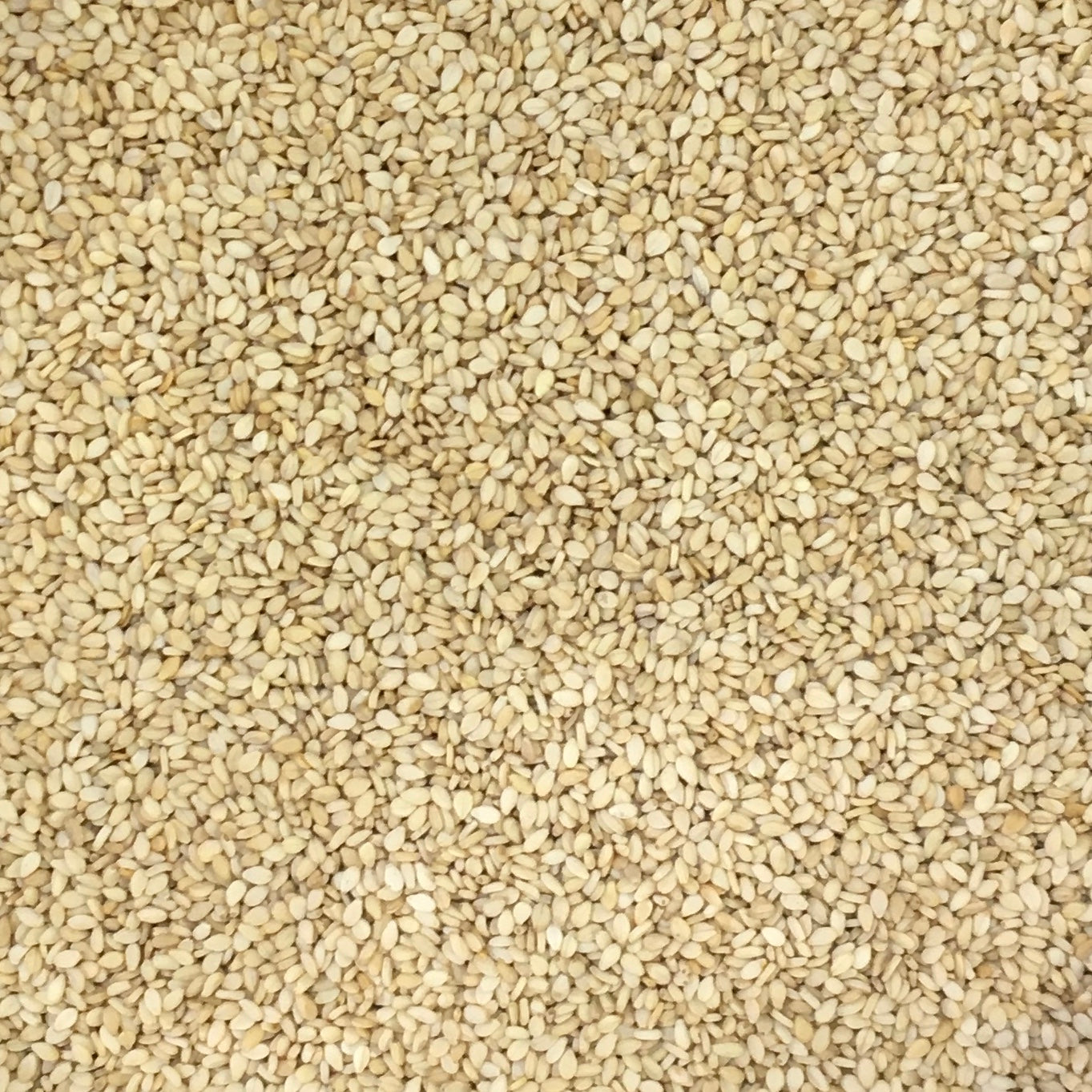 SESAME SEEDS (WHITE TIL)